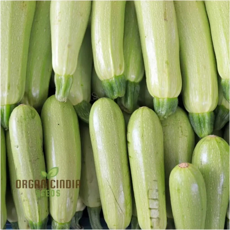 Zucchini - Grey (Lebanese) Seeds for Planting - Premium Quality Gardening Seeds