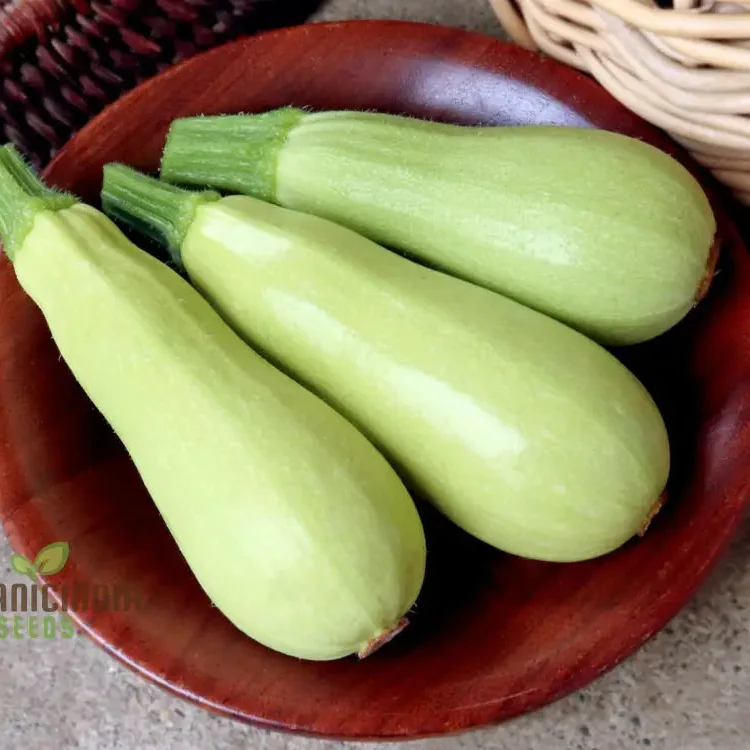 Zucchini - Grey (Lebanese) Seeds for Planting - Premium Quality Gardening Seeds