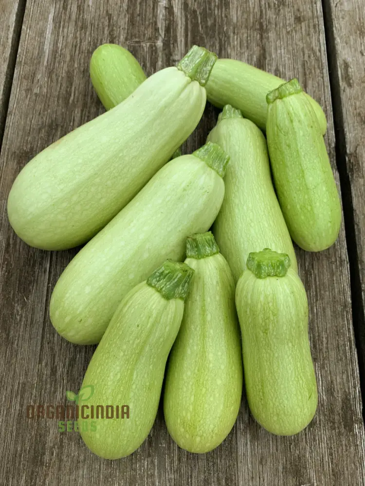 Zucchini - Grey (Lebanese) Seeds for Planting - Premium Quality Gardening Seeds