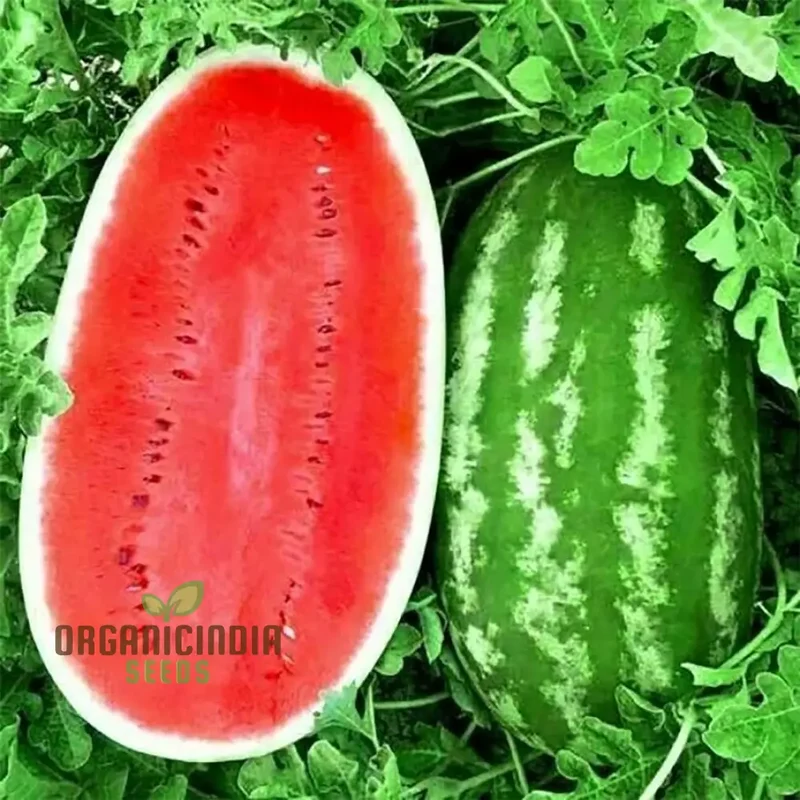 Watermelon - Wildcat F1 Seeds for Planting and Gardening - Premium Quality Seeds for Home and Garden Cultivation