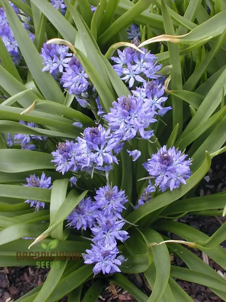 Scilla Reverchonii Seeds - Rare Bluebell Flower Bulbs for Gardening Enthusiasts | Premium Quality Planting Bulbs for Spring Blooms