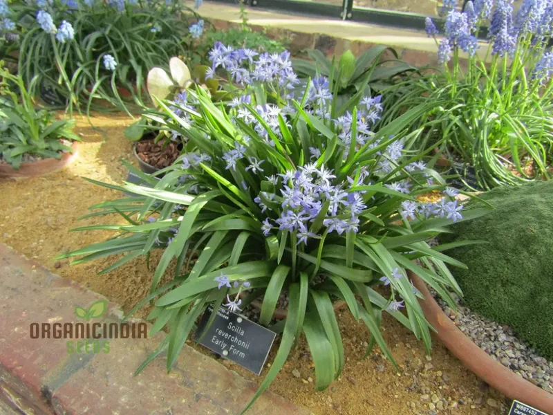Scilla Reverchonii Seeds - Rare Bluebell Flower Bulbs for Gardening Enthusiasts | Premium Quality Planting Bulbs for Spring Blooms