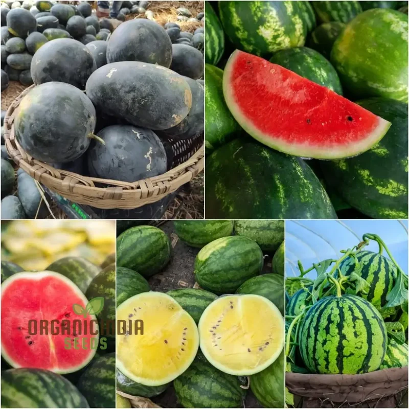 Watermelon Heirloom Mix Seeds Premium Quality Seeds for Planting And Gardening Organic Heirloom Variety