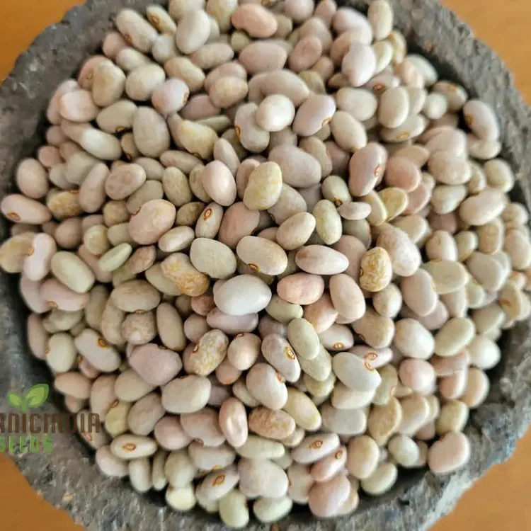 Bean Tepary Blue Seeds For Planting, Grow Unique and Nutritious Blue Beans