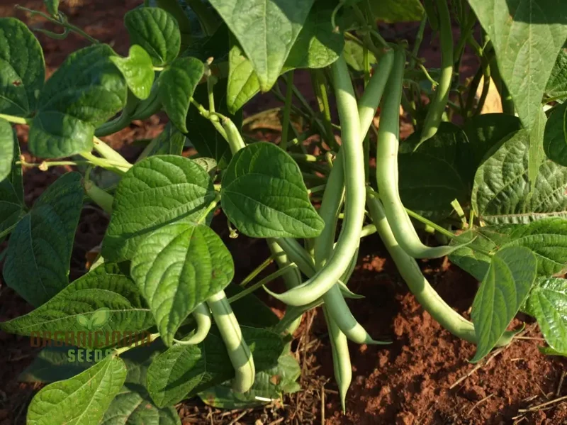 Bean Tepary Blue Seeds For Planting, Grow Unique and Nutritious Blue Beans