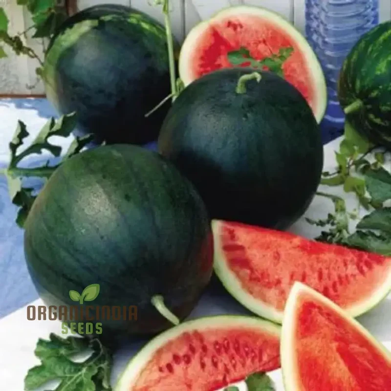 Watermelon - Sugar Baby Seeds for Home Gardening | Heirloom Fruit Seeds for Delicious Melons