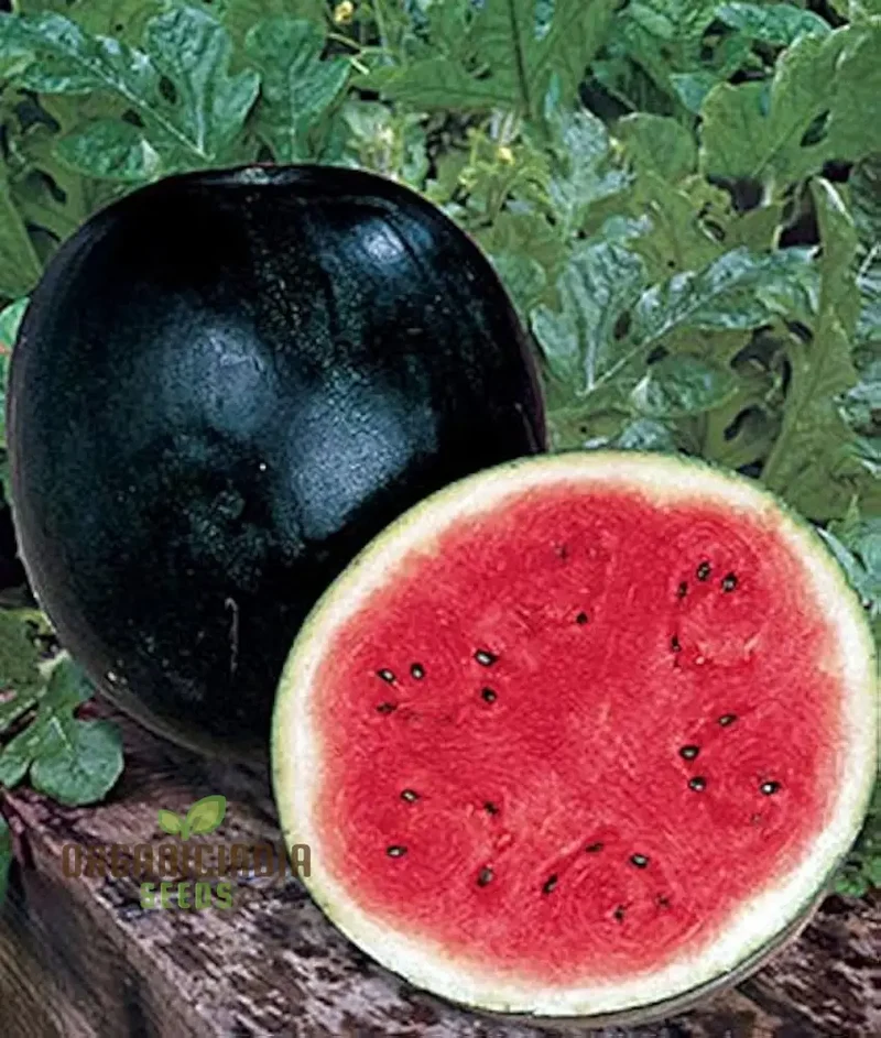 Watermelon - Sugar Baby Seeds for Home Gardening | Heirloom Fruit Seeds for Delicious Melons