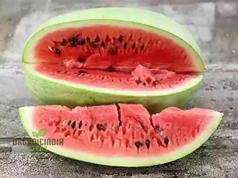 Charleston Grey Seeds for Bountiful Harvest | Perfect for Home Gardening Enthusiasts | Premium Quality Seeds for a Sweet and Juicy Watermelon Crop