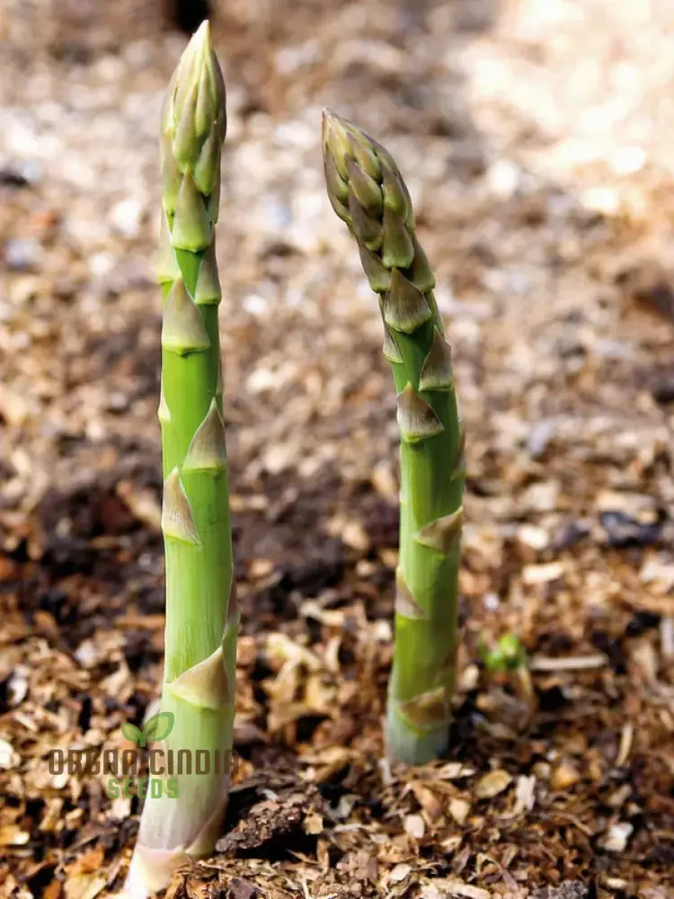 Asparagus Connover's Colossal Seeds For Planting, Grow Giant and Delicious Asparagus