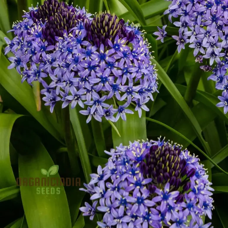 Scilla Peruviana Seeds - Exquisite Peruvian Squill Bulb Flowers for Gardening Enthusiasts