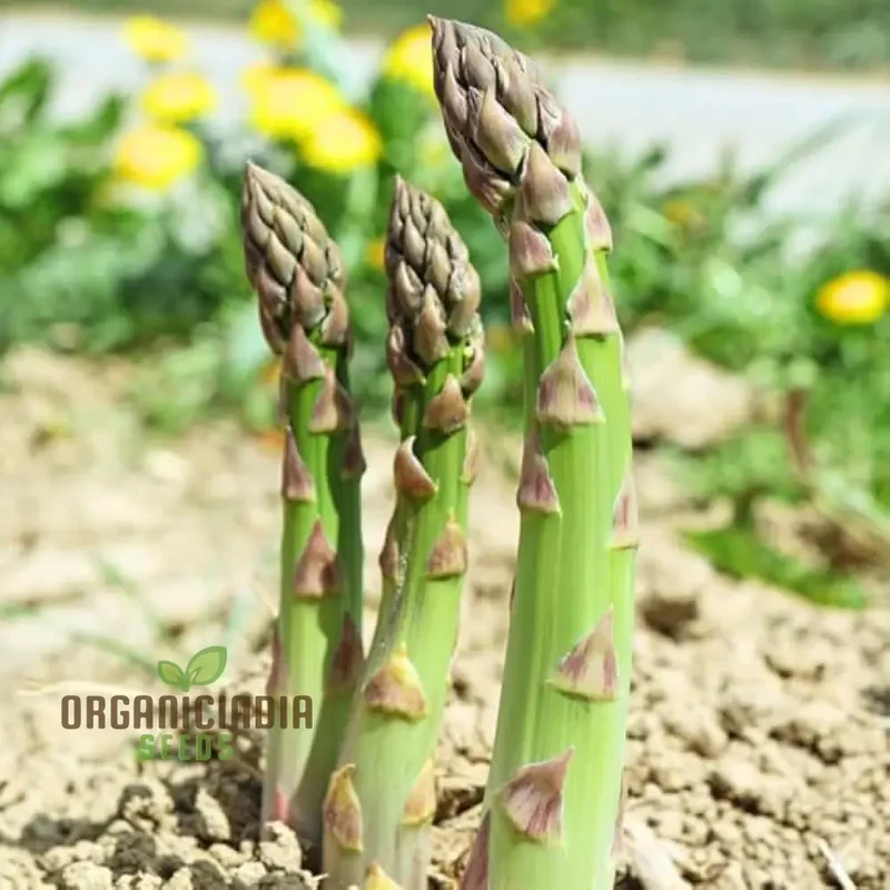 Asparagus Mary Washington & Argenteuil Seeds For Planting, Grow Classic and Unique Asparagus Varieties
