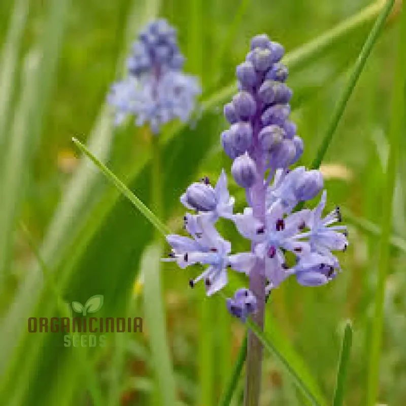Scilla Litardierei Seeds for planting - Beautiful Blue Flower for Gardeners | Rare Perennial Bulbs - 500 pcs