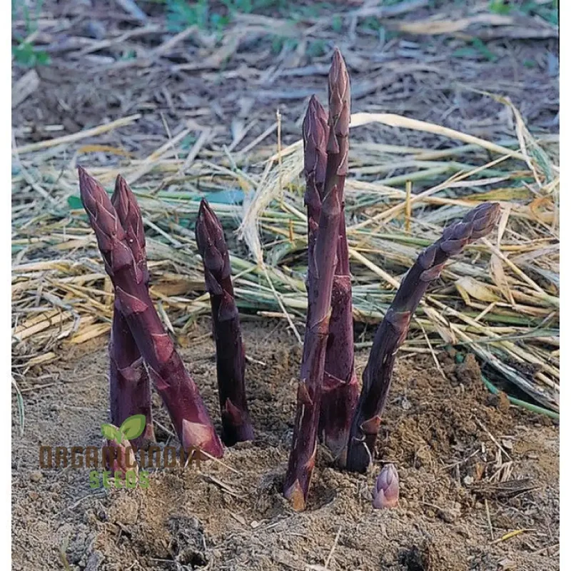 Asparagus Purple Vegetable Seeds For Planting, Grow Unique and Flavorful Purple Asparagus