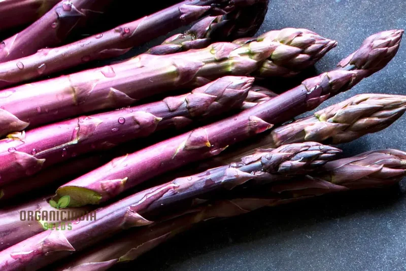 Asparagus Purple Vegetable Seeds For Planting, Grow Unique and Flavorful Purple Asparagus