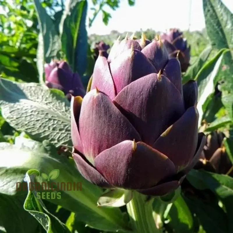 Artichoke - Green & Purple Seeds For Planting, Grow Nutritious Green and Purple Artichokes