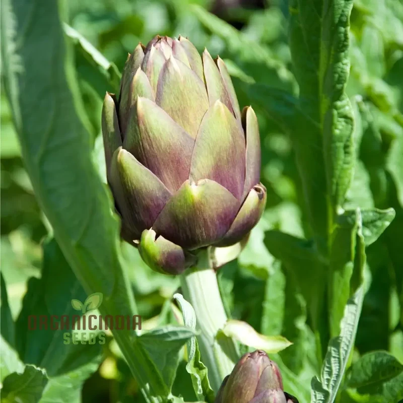 Artichoke - Green & Purple Seeds For Planting, Grow Nutritious Green and Purple Artichokes