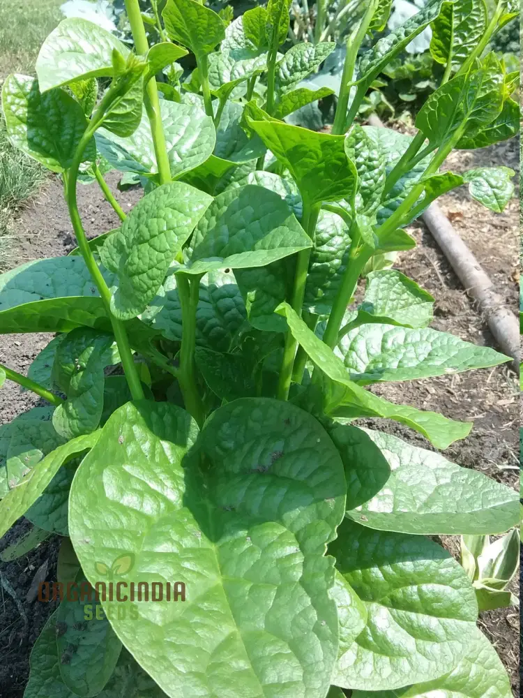 Spinach - Malabar (Ceylon) Green Seeds for Planting & Gardening | Premium Quality Seeds
