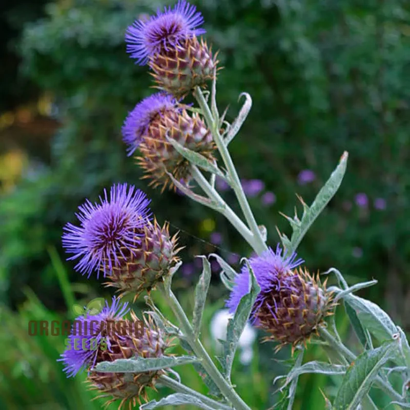 Artichoke - Cardoon Seeds For Planting, Unique and Flavorful Vegetable Harvest
