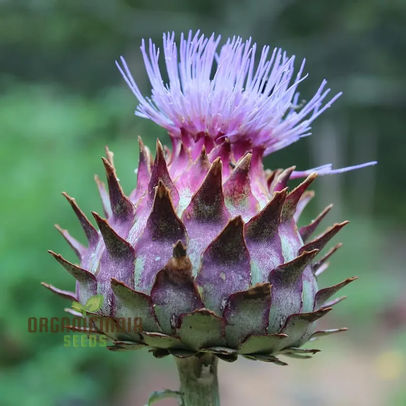 Artichoke - Cardoon Seeds For Planting, Unique and Flavorful Vegetable Harvest