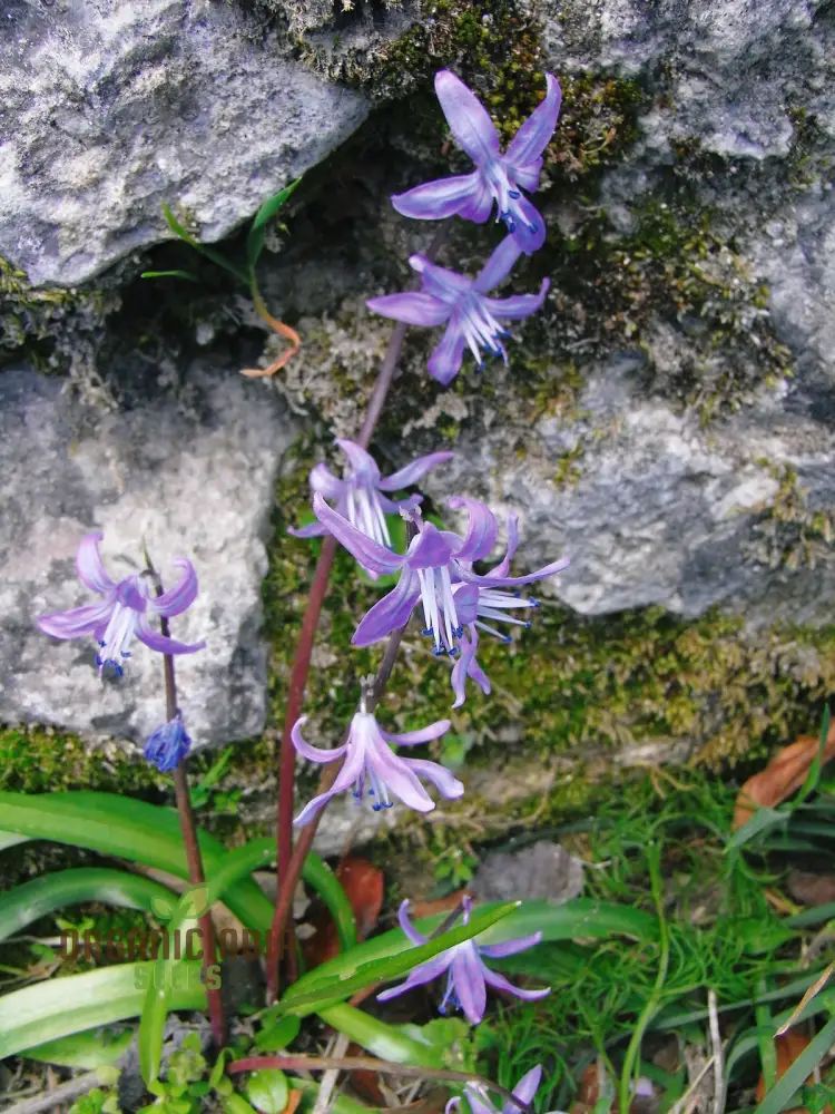 Scilla Cilicica Seeds for Gardening | High-Quality Seeds for Beautiful Gardens | Buy Organic Scilla Cilicica Flower Seeds Online