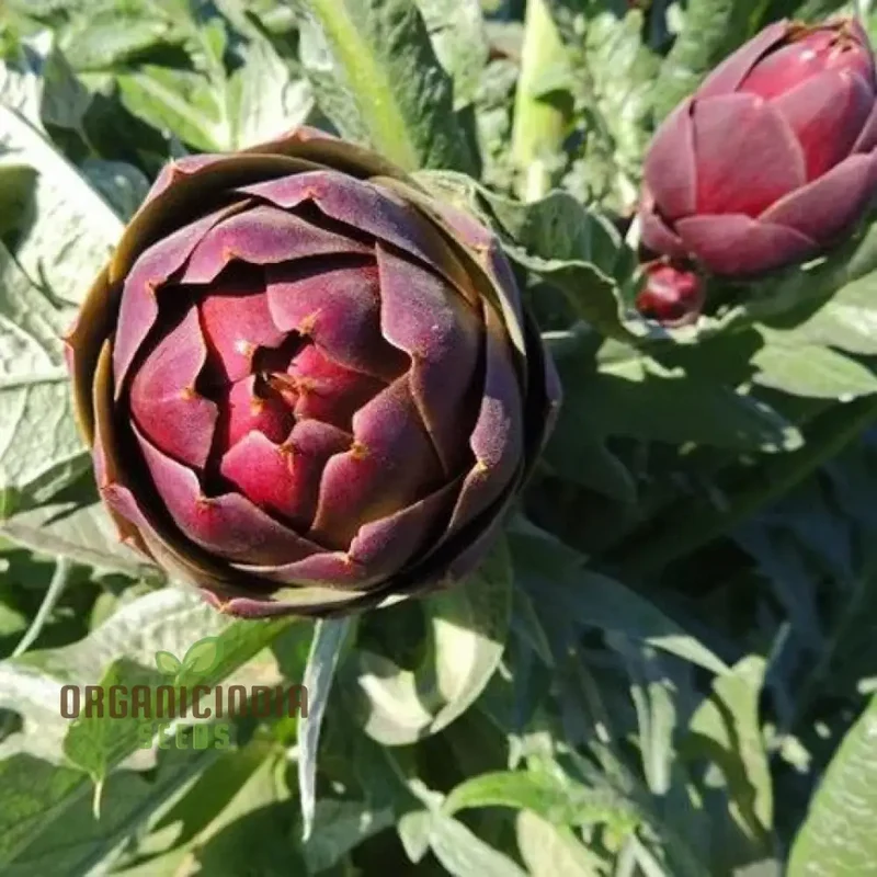 Artichoke - Purple of Romagna Seeds For Planting Grow Beautiful, Nutritious Purple Artichokes