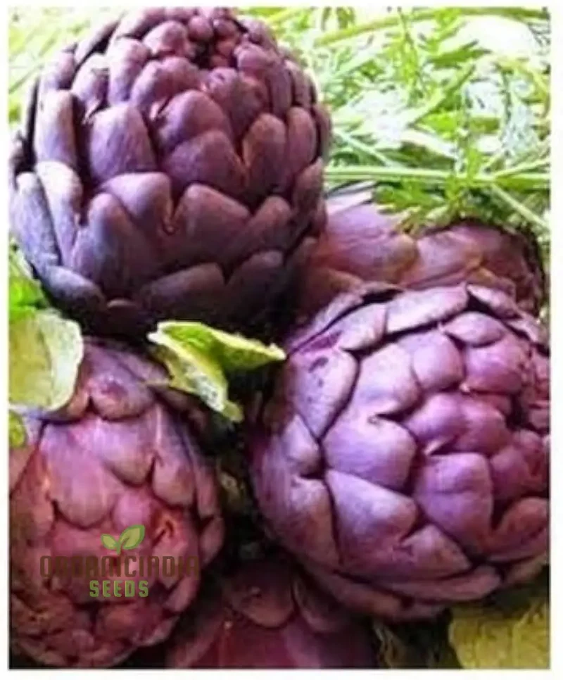 Artichoke - Purple of Romagna Seeds For Planting Grow Beautiful, Nutritious Purple Artichokes