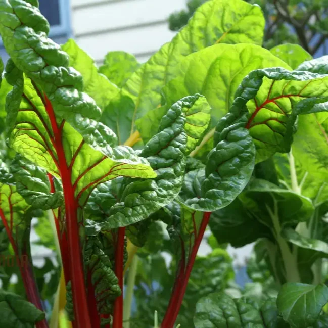 Ruby Red Silverbeet Seeds for Planting and Gardening - High-Quality Organic Seeds
