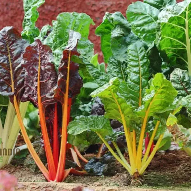 Ruby Red Silverbeet Seeds for Planting and Gardening - High-Quality Organic Seeds