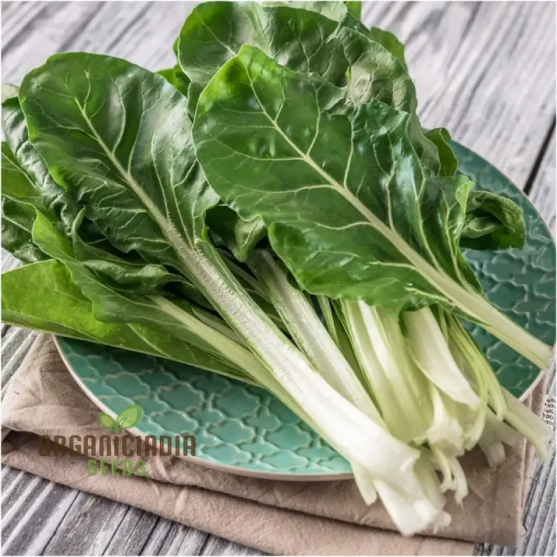Silverbeet - Silverton Seeds for Planting and Gardening | Premium Quality Seeds