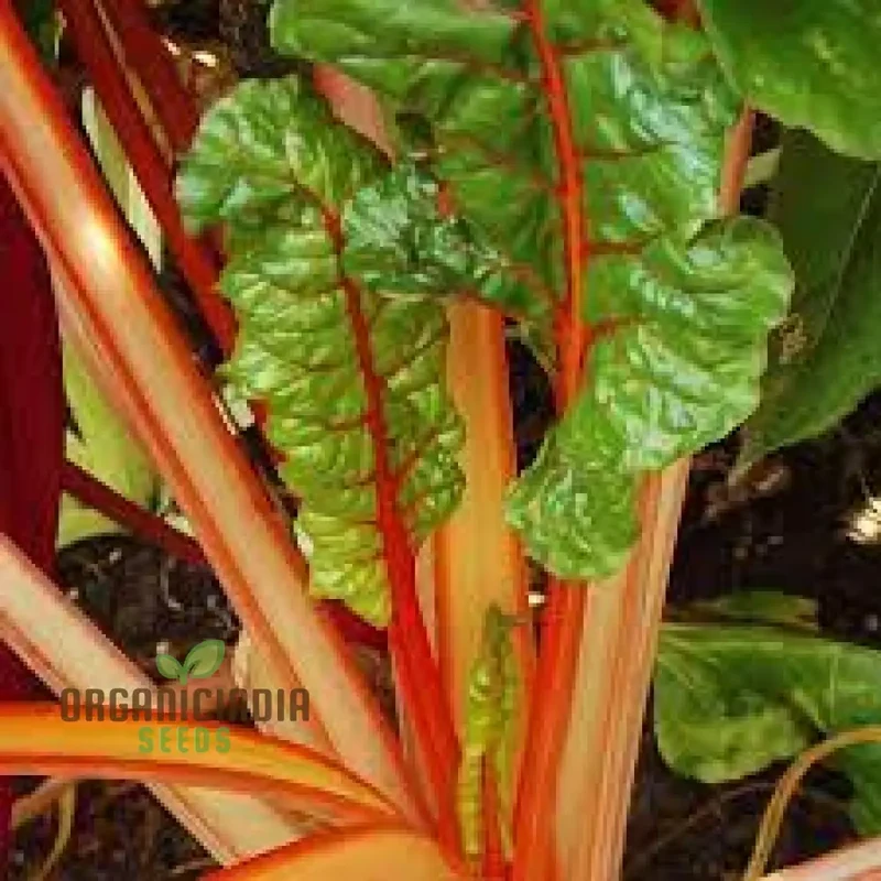 Silverbeet Oriole Decort (Orange) Seeds - Premium Quality Seeds for Planting & Gardening