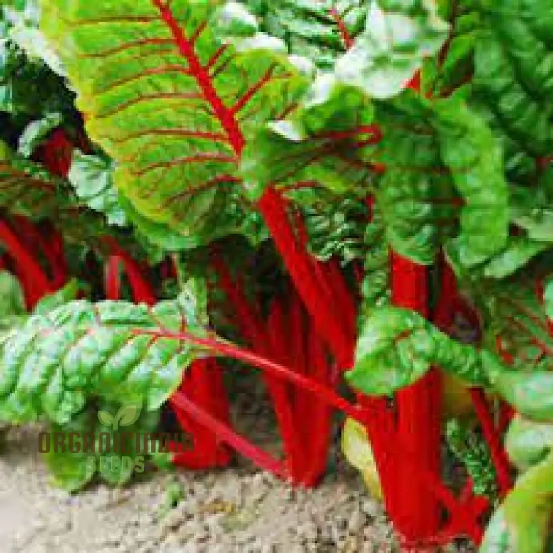 Silverbeet - Magenta Seeds | High-Quality Seeds for Planting & Gardening | Organic Silverbeet Seeds for Your Garden