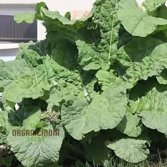 Takinogawa Long Seeds For Planting, Perfect for Healthy Gardens and Delicious Meals