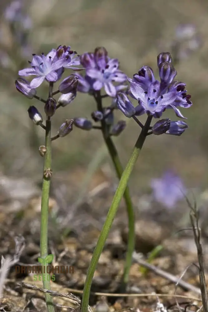 Scilla Autumnalis Seeds - Gardening Bulbs for Fall Planting and Spring Blooms | Premium Quality Botanical Bulbs for Home Gardeners