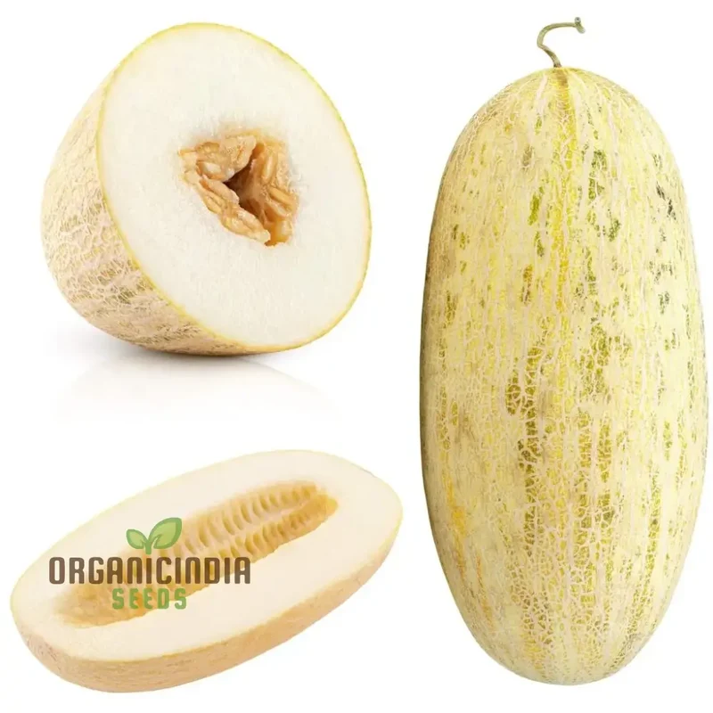 Rockmelon - Indian Cream Cobra Melon Seeds for Planting and Gardening