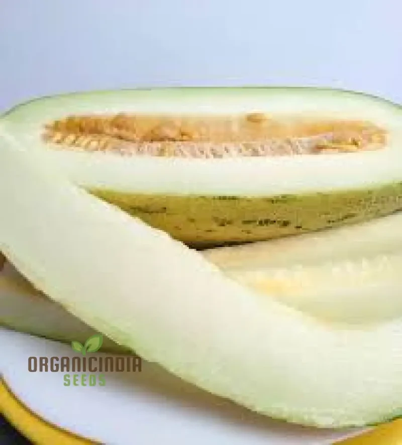 Rockmelon - Indian Cream Cobra Melon Seeds for Planting and Gardening