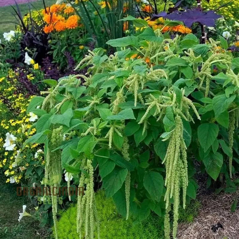 Amaranth Heirloom Mix Vegetable Seeds For Planting, Grow a Nutritious and Beautiful Garden Blend