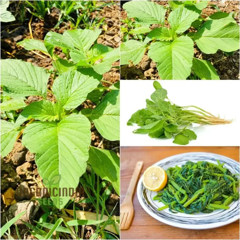 Amaranth Green Leaf Vegetable Seeds For Planting, Grow Nutritious Greens for Your Garden