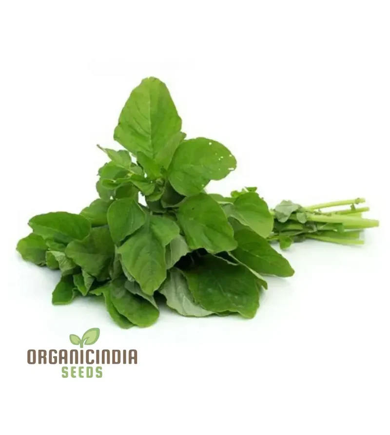 Amaranth Green Leaf Vegetable Seeds For Planting, Grow Nutritious Greens for Your Garden