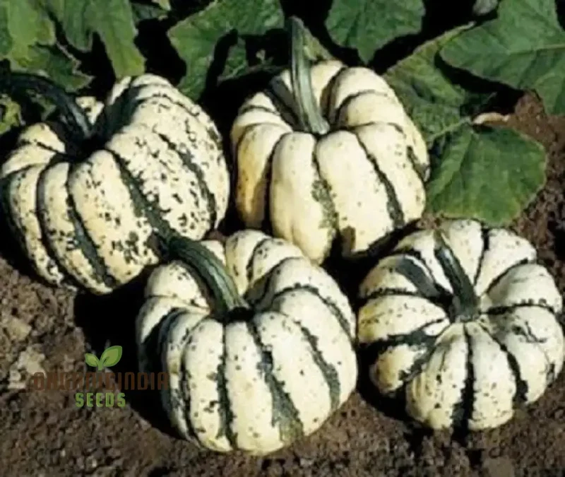 Squash - Sweet Dumpling Seeds for Planting and Gardening - Premium Quality Heirloom Seeds