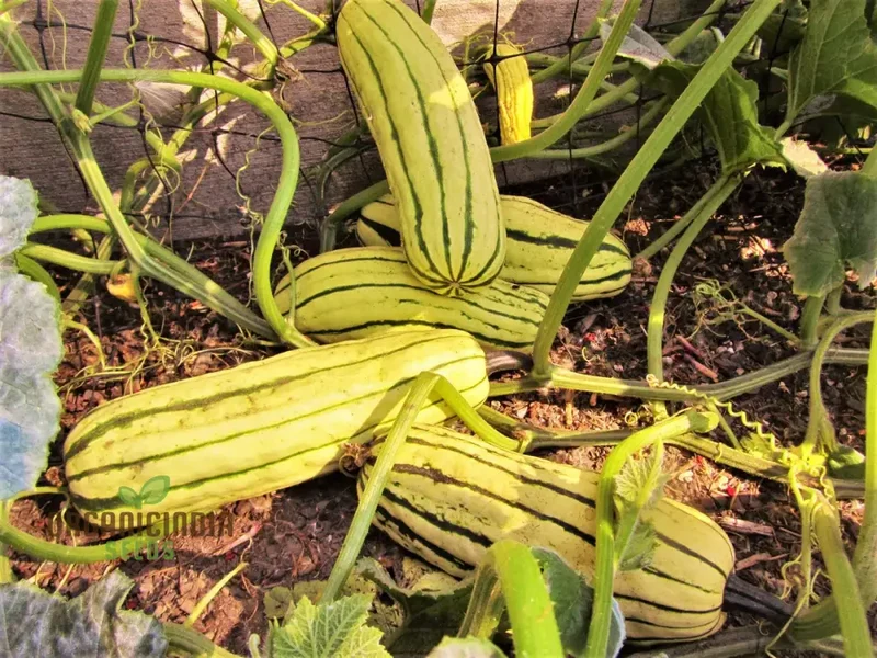 Squash - Delicata Seeds for Planting and Gardening | Premium Quality Seeds