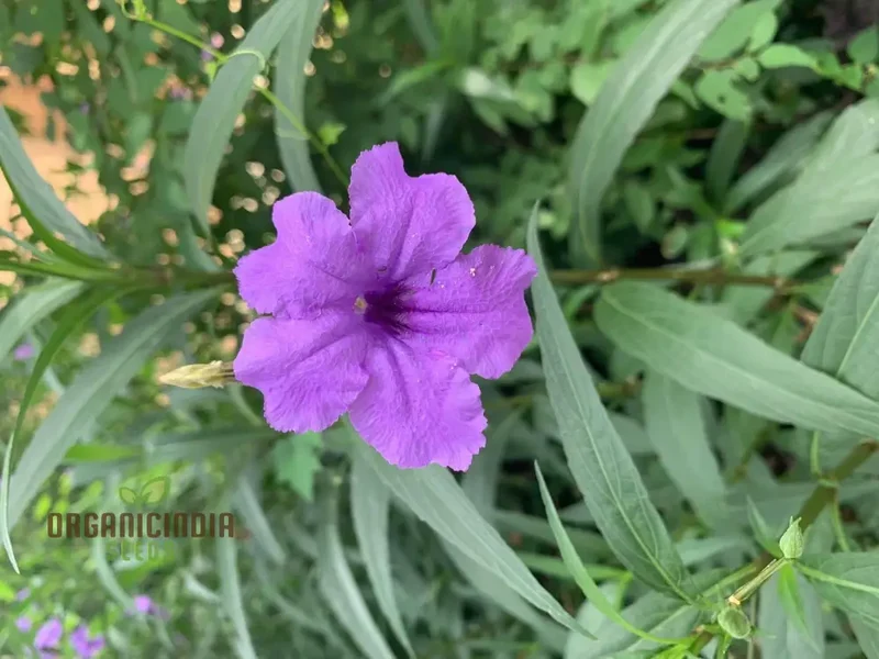 Ruellia Ciliata Flower Seeds For Planting, Grow Beautiful Ciliate Wild Petunias for a Vibrant Garden