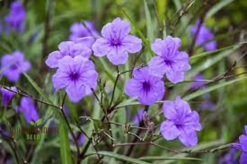 Ruellia Ciliata Flower Seeds For Planting, Grow Beautiful Ciliate Wild Petunias for a Vibrant Garden