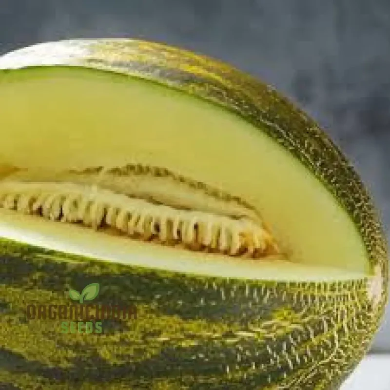 Rockmelon - Piel de Sapo Seeds for Planting and Gardening Enthusiasts