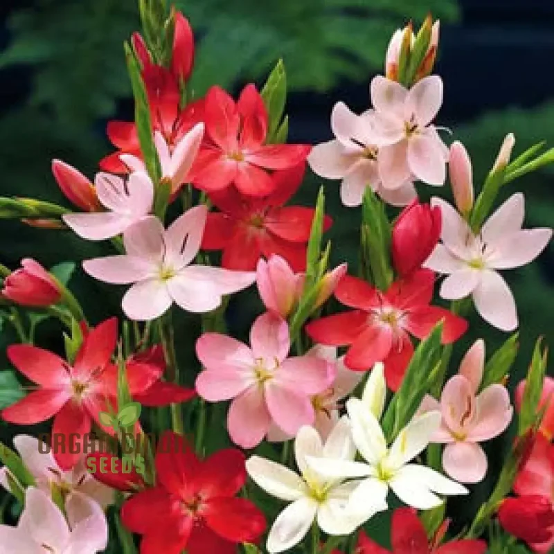 Schizostylis Mixed Colours Seeds for Gardening Enthusiasts | Premium Flower Seeds