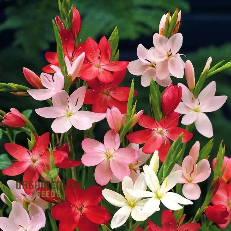 Schizostylis Mixed Colours Seeds for Gardening Enthusiasts | Premium Flower Seeds