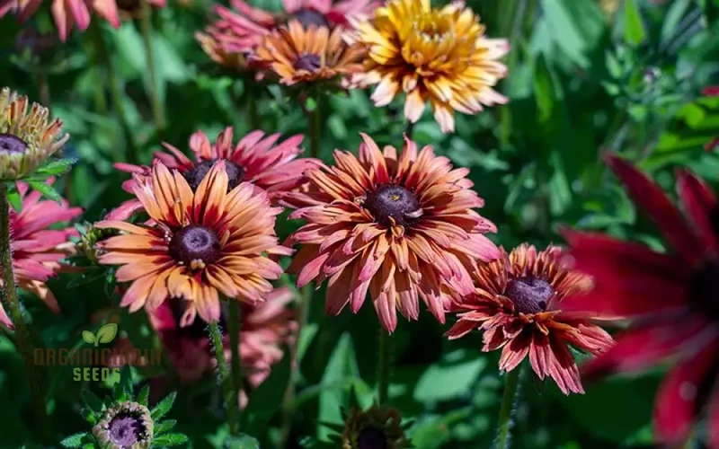 Rudbeckia Hirta 'Sahara' Flower Seeds For Planting, Beautiful Sahara Black-Eyed Susans for a Colorful Garden Display