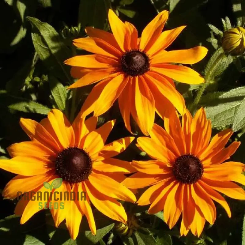 Rudbeckia Hirta 'Marmalade' Flower Seeds For Planting, Vibrant Marmalade Black-Eyed Susans for Beautiful Blooms