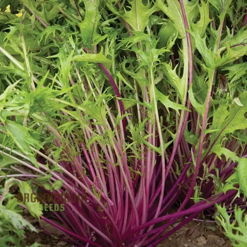 Mizuna Heirloom Mix Seeds - Premium Quality for Planting and Gardening