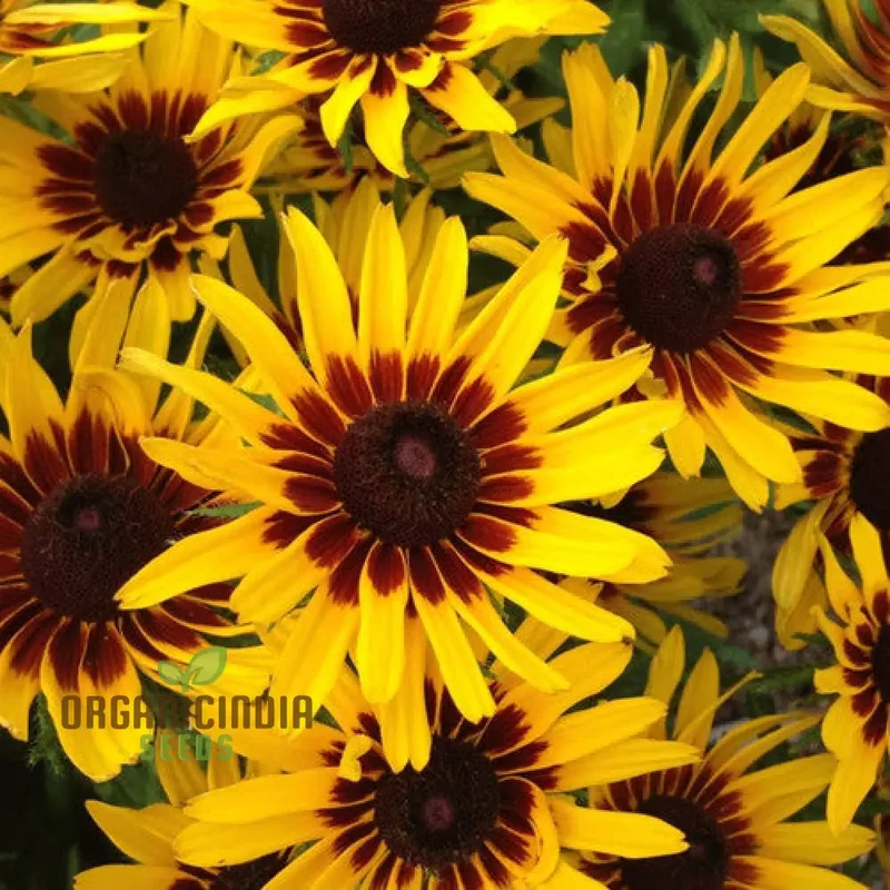 Rudbeckia Hirta 'Goldeneye' Seeds For Planting, Vibrant Black-Eyed Susan for Your Garden"