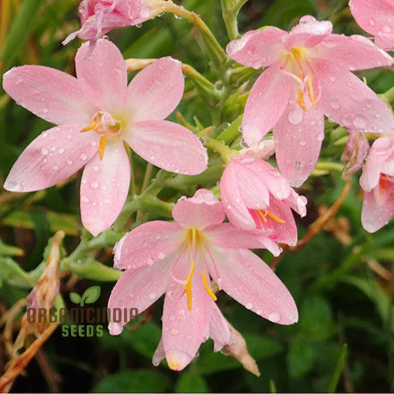 Schizostylis Coccinea Pale Pink Seeds - Premium Gardening Flower Seeds for Stunning Blooms